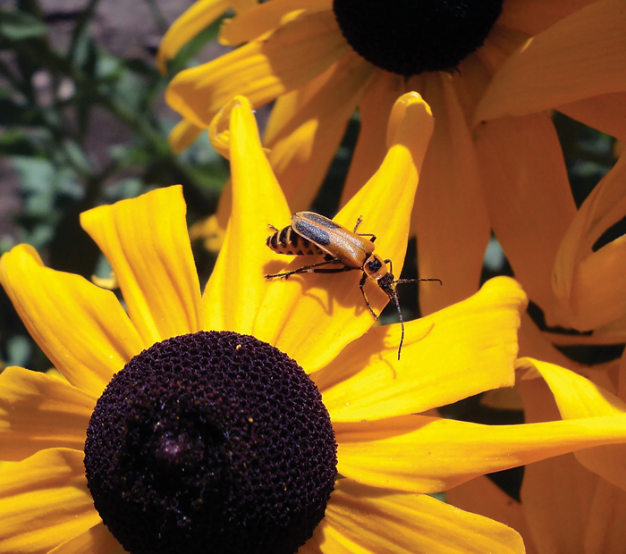 rudbeckia-flower